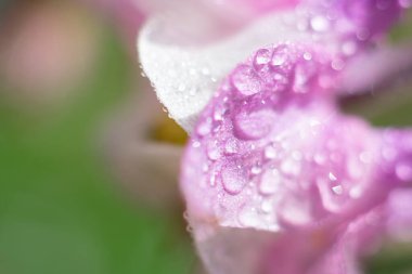Bir sürü su damlası ve bokeh efektli bulanık yeşil arkaplan içeren pembe narin ıslak yapraklar.