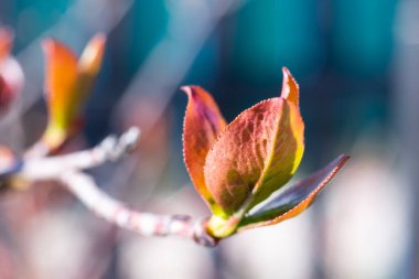 Aronia 'nın genç dalının kırmızı ve sarı renkli küçük yapraklarının Macro fotoğrafı ya da güzel bulanık arkaplanlı böğürtlen ağacı.. 