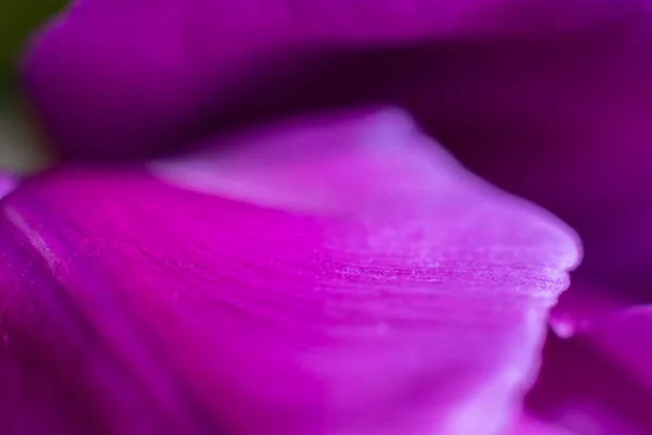 Blurred Bright Tulip Petals Macro Botanical Background Focus — Stock Photo, Image