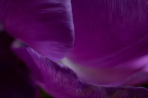Цветок Темного Тюльпана Качестве Фона Цветочный Фон Лепесткового Макроснимка — стоковое фото