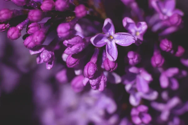 Fundo Feito Muitas Flores Lilás Roxas Violeta Colorido Pano Fundo — Fotografia de Stock