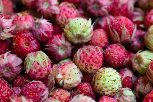 Top view of picked ripe forest strawberries as source of vitamin C. Summer seasonal tasty scented  berries, macro photo