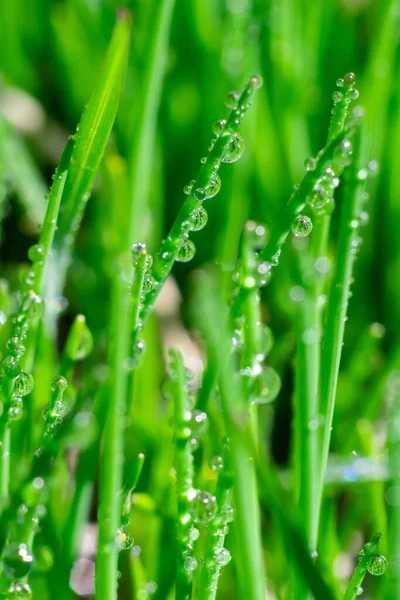 Latar Belakang Alami Vertikal Dengan Rumput Hijau Cerah Dan Pemandangan — Stok Foto