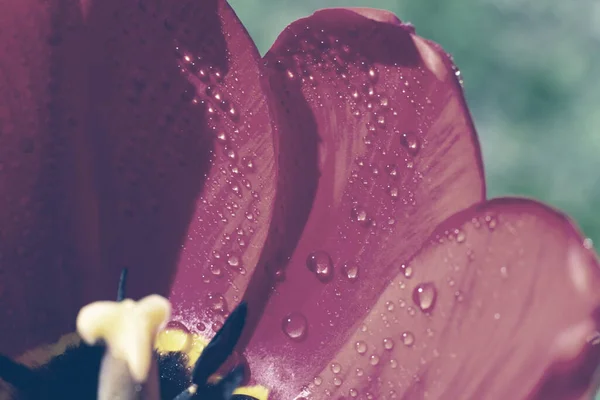 Пастельный Тонированный Цветок Тюльпана Дождевыми Водопадами Сияющими Ярким Солнцем — стоковое фото