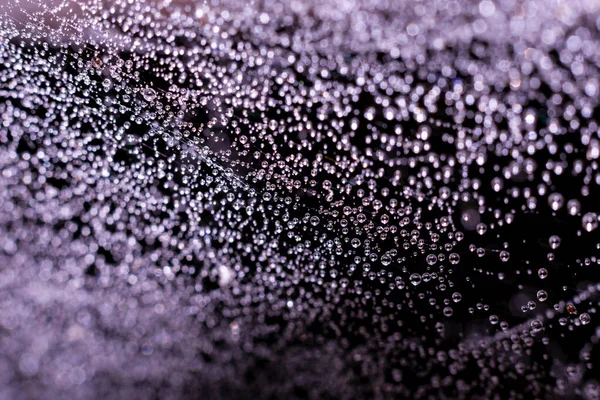 Violet Colored Toned Backdrop Made Spiderweb Plenty Tiny Shining Water — Stock Photo, Image