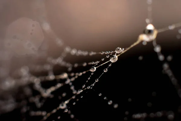 Naturlig Bakgrund Gjord Vått Spindelnät Med Tunna Trådar Och Vattenpipor — Stockfoto