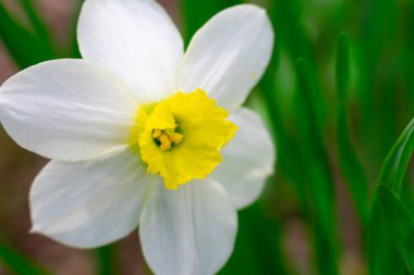 Güzel, canlı, beyaz narsisli çiçeklerin, sarı çekirdekli ve polenli Macro manzarası. Çiçek açan ilk bahar çiçeği