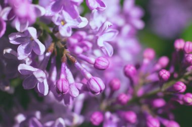 Çiçek açmış birçok leylak çiçekten yapılmış tonlu bir arka plan. Yumuşak odak arkaplanı