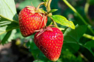 Böğürtlen toplama ve yetiştirme. Bahçe yatağında, parlak güneş ışığında, böğürtlen çalılarının üzerinde bir çift sulu kırmızı çilek. Yeşil yapraklar 