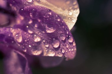 Makro çiçek kısmı. Su damlacıkları ile hassas taç yapraklarının yakın görüntüsü.