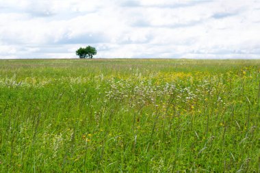 Ufukta bir sürü çiçek, yabani otlar ve bir çift ağaç olan boş bir tarla. Bulutlu gökyüzü ve çayır manzarası
