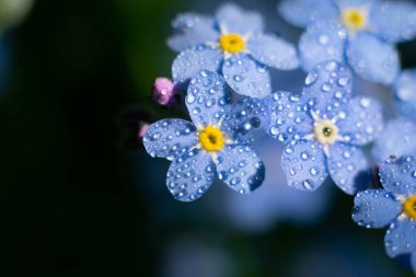 Yağmurdan sonra ıslanan küçük bir grup çiçeğin üst görüntüsü. Myosotis Sylvatica yaprakları ve güneş ışığında su damlaları. 