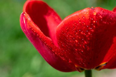 Yağmurdan sonra yeşil arka planda genç, kırmızı renkli lale yaprakları. Parlak güneş ışığı lale çiçeğinin yaprakları üzerine bir sürü küçük damla.. 