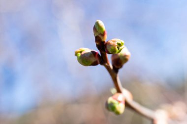 Kiraz ağacının küçük burunları. Genç yapraklar dalın üzerinde bulanık arka planda bokeh etkisi ile bitki örtüsü bırakır.