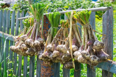 Olgun sarımsak soğanları hava almak için eski çitlere asılıyor. Sonbahar mevsimi kış mevsimi için hasat hazırlığı. Lezzetli sarımsak 