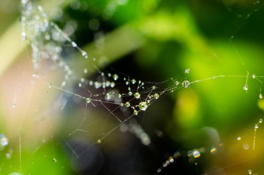 Yeşil yapraklı bokeh arka planında bir sürü küçük su damlası olan ıslak örümcek ağı.