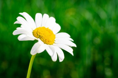 Bulanık yeşil arka planda sarı çekirdekli tek beyaz papatya çiçeği ve bokeh etkisi. Boşluğu kopyala