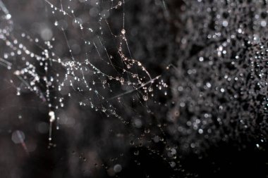 Örümcek ağlı doğal bir geçmişi var. Üzerinde çok az çiy ya da yağmur damlası olan narin ağ lifleri.