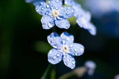 Yaz güneşinde küçük ıslak unutma beni. Orman mavisi küçük çiçekler makro fotoğraf
