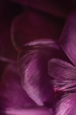 Mor lale çiçeğinin kırılgan taç yapraklarının makro fotoğrafı. Dikey biçimde çiçek arkaplanı