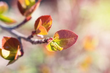 Aronia 'nın genç dallarından küçük kırmızı ve yeşil renkli yaprakların Macro fotoğrafı ya da böğürtlen ağacı. Böğürtlen ağacının parlak güneş ışınları altında filizlenmesi