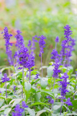 Şifalı bitki olarak bilinen Salvia çiçeği ve yemek için baharat aromalı malzeme. Bokeh ile dikey çiçek ve doğal arkaplan.