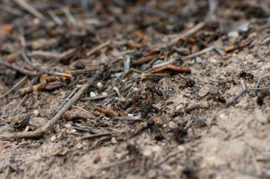 Bir sürü küçük vahşi siyah karınca yerde koşuşturuyor