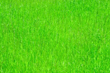 Fotokopi alanı olan yeşil yemyeşil otlardan yapılmış boş bir arkaplan. Yeşil çimen parkı çimen dokusu arka planı 