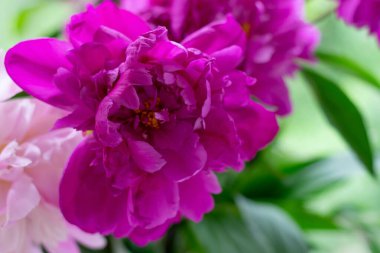 Güzel mor renkli şakayık çiçeği yakın plan fotoğrafı. Doğum günü buketi, bahar çiçeği