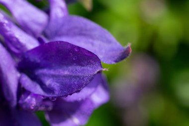 Yaz mevsiminde bahçede açan mor su çiçekleri.