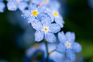 Güneş ışınları üzerinde parlayan 