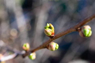 Genç kiraz, koyu arkaplanda burna bırakır. İlkbaharda ağaç yetiştirme zamanı