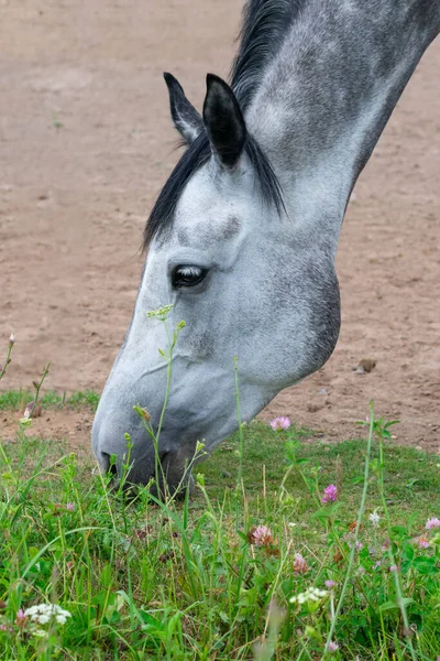 Vertical portrait of horse, breeding and farming. Dappled horse freely eating green summer grass on lawn in ranch countryside.