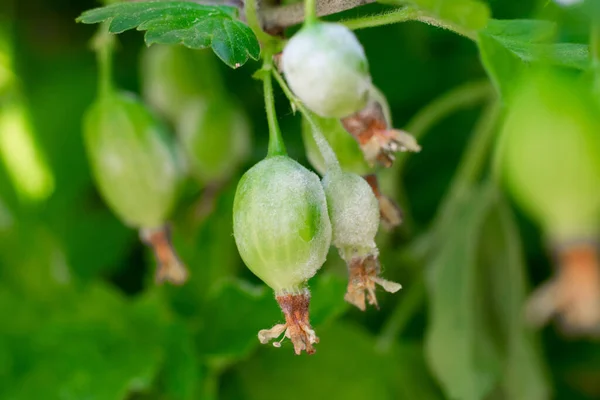 覆盆子上的山莓 白色的霉菌叫做粉状霉菌 幼苗霉菌的破坏 — 图库照片