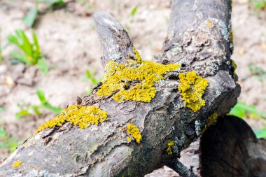 Kıyı yosunu olarak da bilinen Xanthoria ağaç kabuğunda yetişiyor.