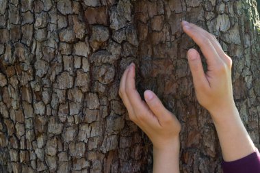 Kız, ağaç gövdesinden yapılmış arka plana karşı koruma jesti olarak ellerini tutuyor. Doğa koruma ve çevre koruma kavramı. Boşluğu kopyala