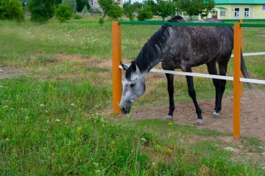 Benekli at otluyor ve otlakta kısa yeşil otlar yiyor. Kırsalda at yetiştiriyor.