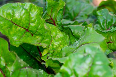 Bahçe yatağında pancar bitkisinin yeşil yaprakları. Kırsal kesimlerde organik vejetaryen gıda hasat ve yetiştirme