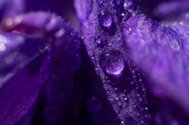 Çiçek arkaplan. Parlayan su yumuşak yaprakların üzerine düşer. Makro fotoğraf