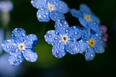 Koyu arkaplanda Bokeh efektli, küçük, güzel, unutma beni çiçekleri. Islak çiçek yaprakları güneş ışığında parlıyor.