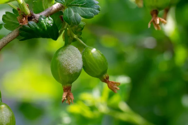 Gooseberry Desease Called Powdery Mildew Fungal Berries Growing Bush Damaged — Stock Photo, Image