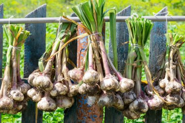 Olgun sarımsak soğanları hava almak için eski çitlere asılıyor. Sonbahar mevsimi bahçe işleri, kış aylarında hasat hazırlıkları.