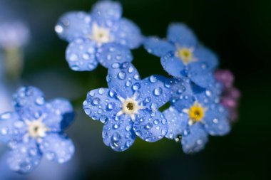 Myosotis Sylvatica 'ya 