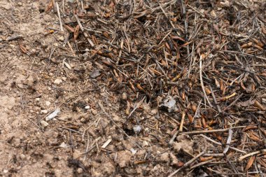 Bir sürü çalışan karınca ve makrofotoğrafçılıkla dolu bir yer makro fotoğrafı.