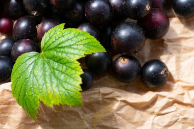 Parlak güneş ışığı üzerine siyah üzümlü kompozisyon. Mevsimlik meyveler