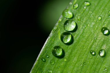 Sulu geniş yaprağın son derece makro fotoğrafı ve bulanık bokeh arka planda üzerine su damlaları. Ayrıntılı botanik 