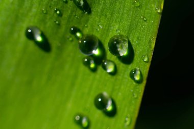 Yeşil yaprağın makro fotoğrafı. Yazın parlak güneş ışığına bol yağmur damlaları düşer.