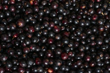 Vejetaryen yemeği, olgunlaşmış çiğ böğürtlen. Taze toplanmış siyah üzümlerden oluşan desen