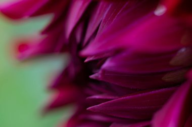 Yeşil bokeh arka planda, bulanık, narin, kırmızı, kepekli çiçek.