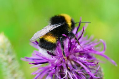 Kürklü çizgili yaban arısı yaz zamanı pembe devedikeni üzerinde oturur ve toplar. Aşırı derecede yakın çekim makro fotoğraf, sakinlik konsepti
